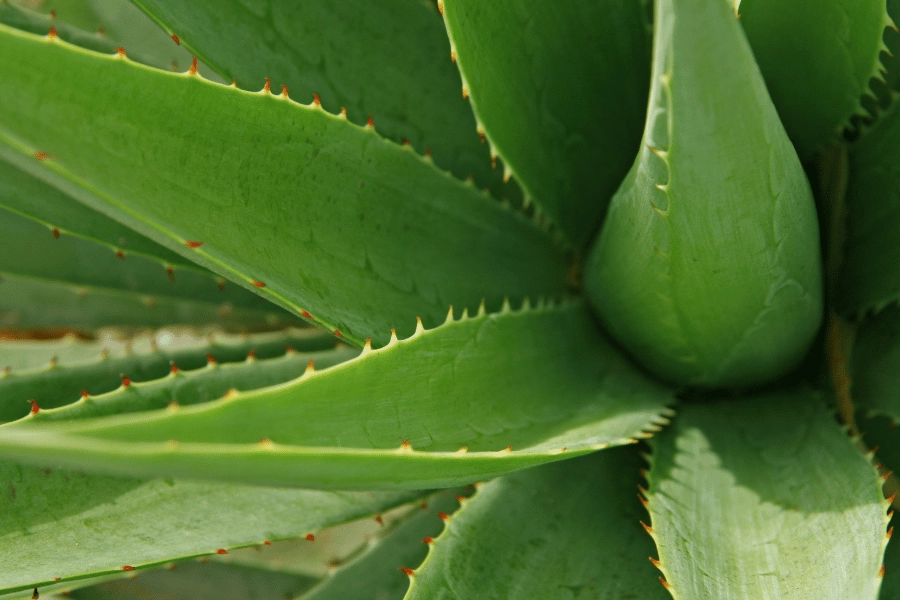 green aloe vera plant in a pot 